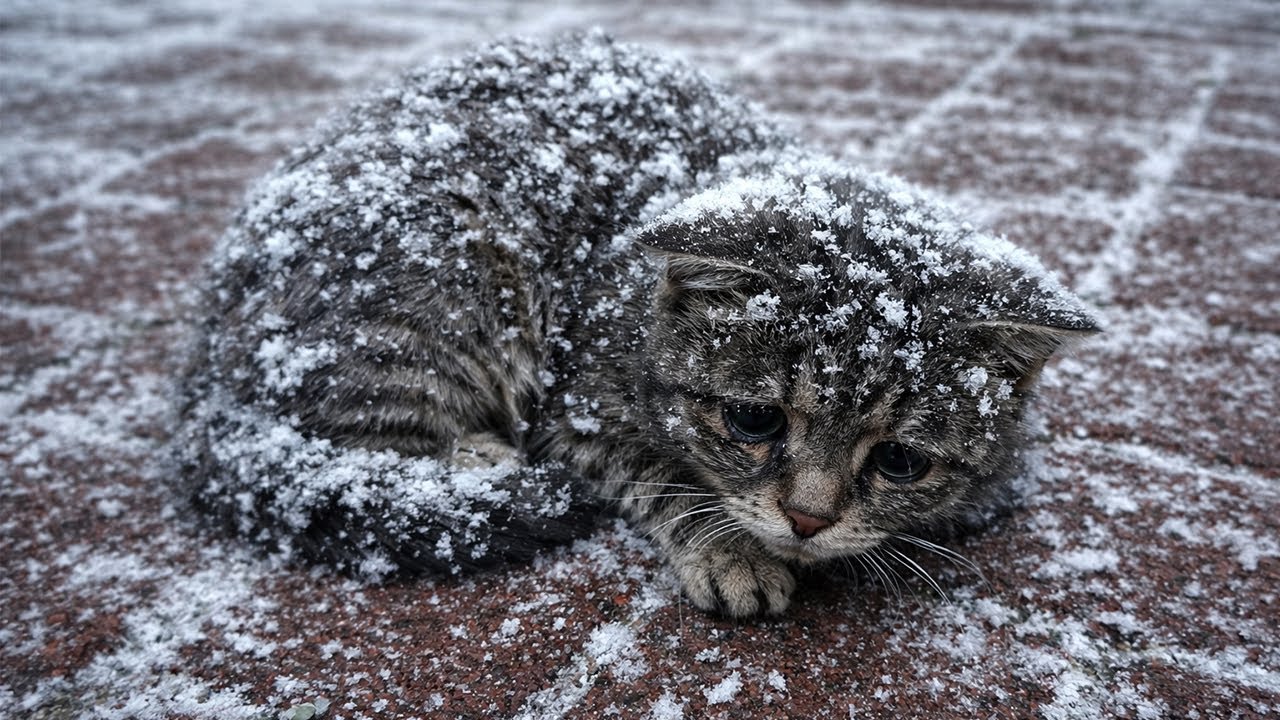 «Никаких животных!» — твердил он годами. Но замерзшая кошка заставила мужчину забыть о принципах