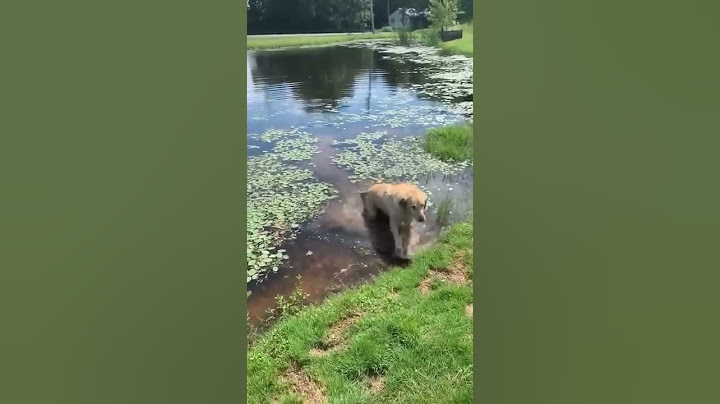 Dog drinks water from the lake by mistake