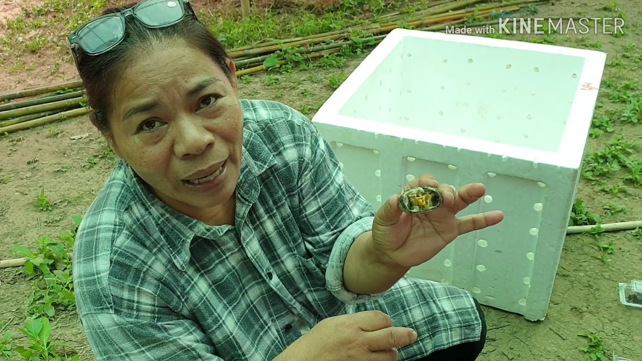 ปูนา 50,000บาทขายแค่วันเดียว..ว้าววววว