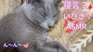 【猫ロシアンブルー】可愛い寝言いびきASMR