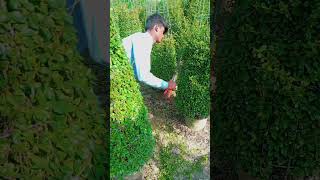 Buxus Plants Cutting