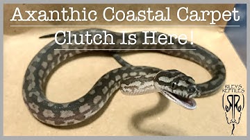 Axanthic Coastal Carpet Python Clutch Is Here! Vlog #15