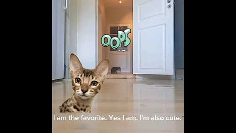 Video 10137181: savannah cat playing fetch, cute savannah cat