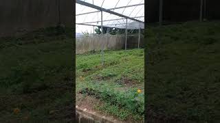 Kebun sayur kailan Kebun sayur kailan
