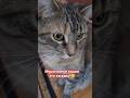 Мырлыканье кошки это загадка!😊 #shorts #viralvideo #facts #cat #кот #котики #хит #популярное