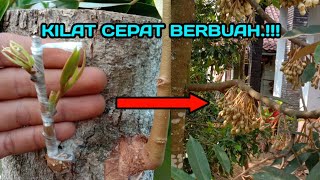 SAMBUNG DURIAN DI TUNAS POHON BESAR 20 HARI BERHASIL 7 BULAN BERBUNGA || agriculture grafting