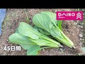 100均(ダイソー)の種から小松菜を育てる