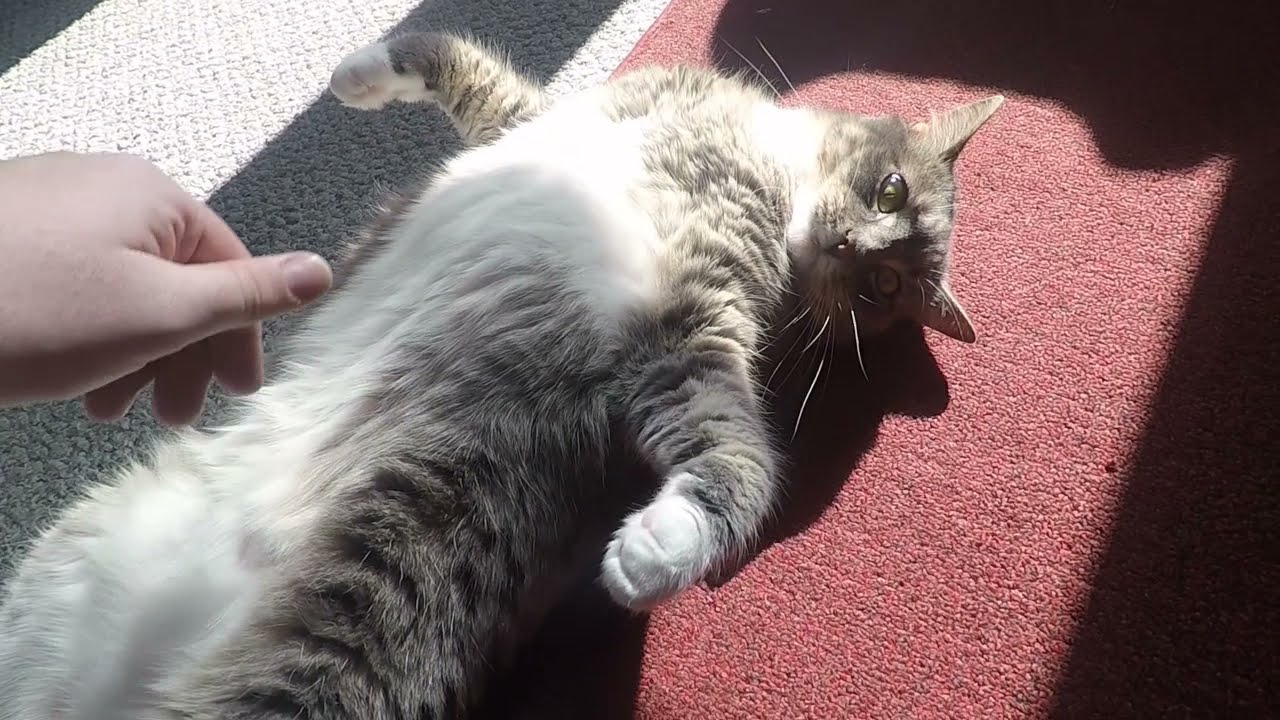 Why Do Cats Chirp Instead Of Meow
