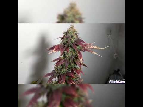 අස්වනු නෙලීම හා වියලීම (Harvesting Drying Curing canabis marijuana)