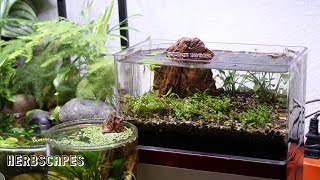 Easy Allinone Tiny Aquascape