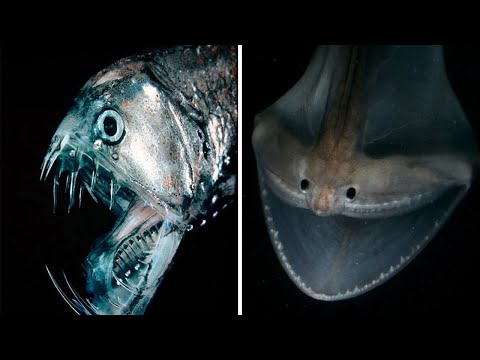 Видео: ▽ Самые странные и необычные рыбы в мире