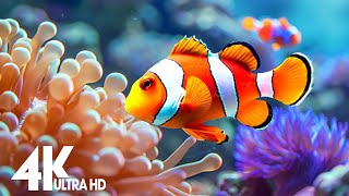 Aquarium 4K (ULTRA HD) - The world's most beautiful fishes and coral reefs with soothing music