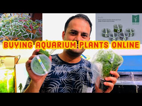 How To Buy Aquarium Plants Online | Aquadco Nature Gallery Best For Aquarium Plants | Aquarium