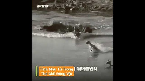 Video Cảm Động Về Tình Mẫu Tử Trong Thế Giới Động Vật Cũng Có Tình Yêu Thương. #shorts