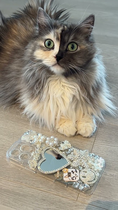 Look at Geri's face #cat #cute #catlover