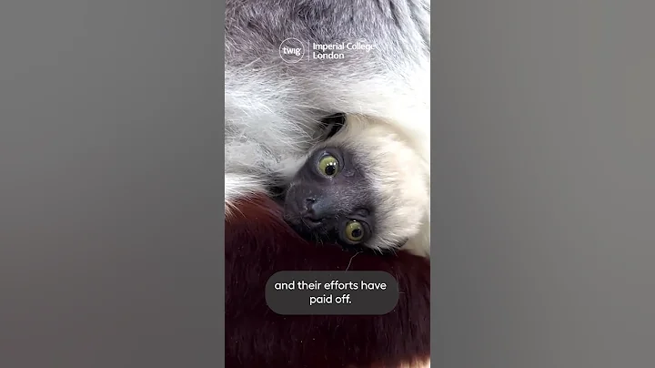 Saving Dancing Lemurs #shorts