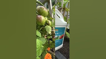 AVOID Calcium Deficiency In Your Garden and AVOID Blossom End Rot #shorts