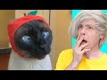 TIK-TOK TRY NOT TO LAUGH CHALLENGE (FUNNY VIDEOS OF ANIMALS AND FAIL COMPILATION)