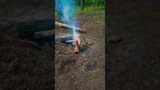 #природаматушка #природавгороде #природапогода #природапросыпается #живаяприрода #дикаяприрода