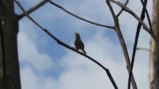 Download Lagu suara asli prenjak kepala merah di alam MP3