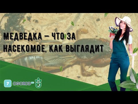 Медведка — что за насекомое, как выглядит