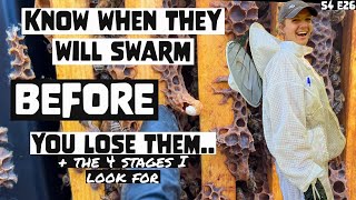 The 4 Signs They Are About To SWARM! Beekeeping 101 #beekeeping