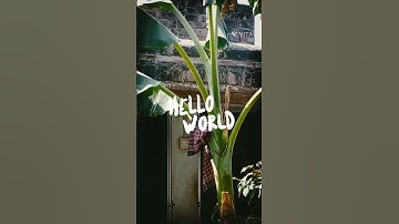 🌿Grow Guava Tree Faster with These Simple Tips! #guava #fruittree