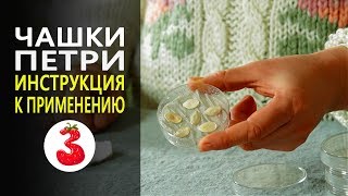 Сажаете семена? Используйте ЧАШКИ ПЕТРИ! подробная инструкция