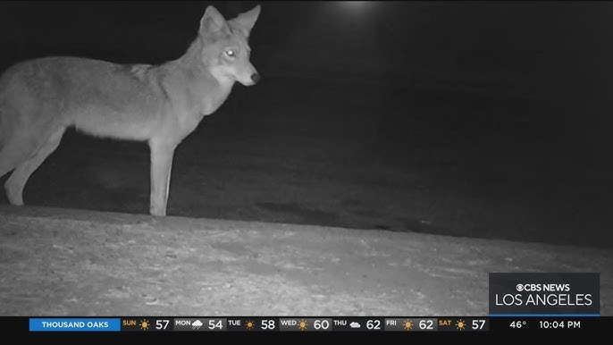 Aggressive coyote bites 1 and nips at 3 others: AZ police