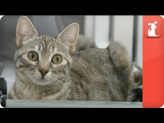 Simhasana The Kitten With Dislocated Legs Tails Of Survival Youtube