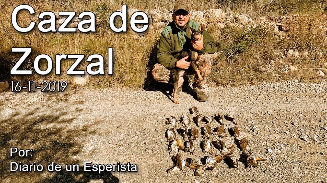 Caza de Zorzal 16112019. Muy buena mañana! YouTube