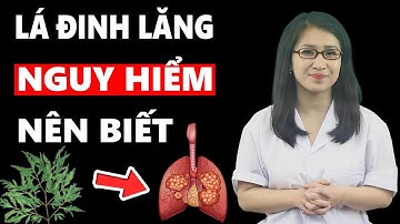 Điều Gì Xảy Ra Khi Uống Nước Lá Đinh Lăng Mỗi Ngày | Dược Phẩm Chính Hãng