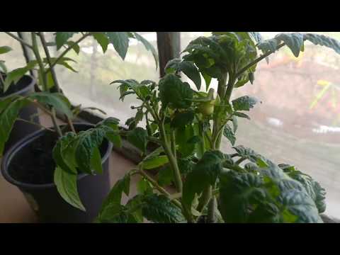 Видео: Върховете на домати в оранжерията и на открито се свиват: какво да правим