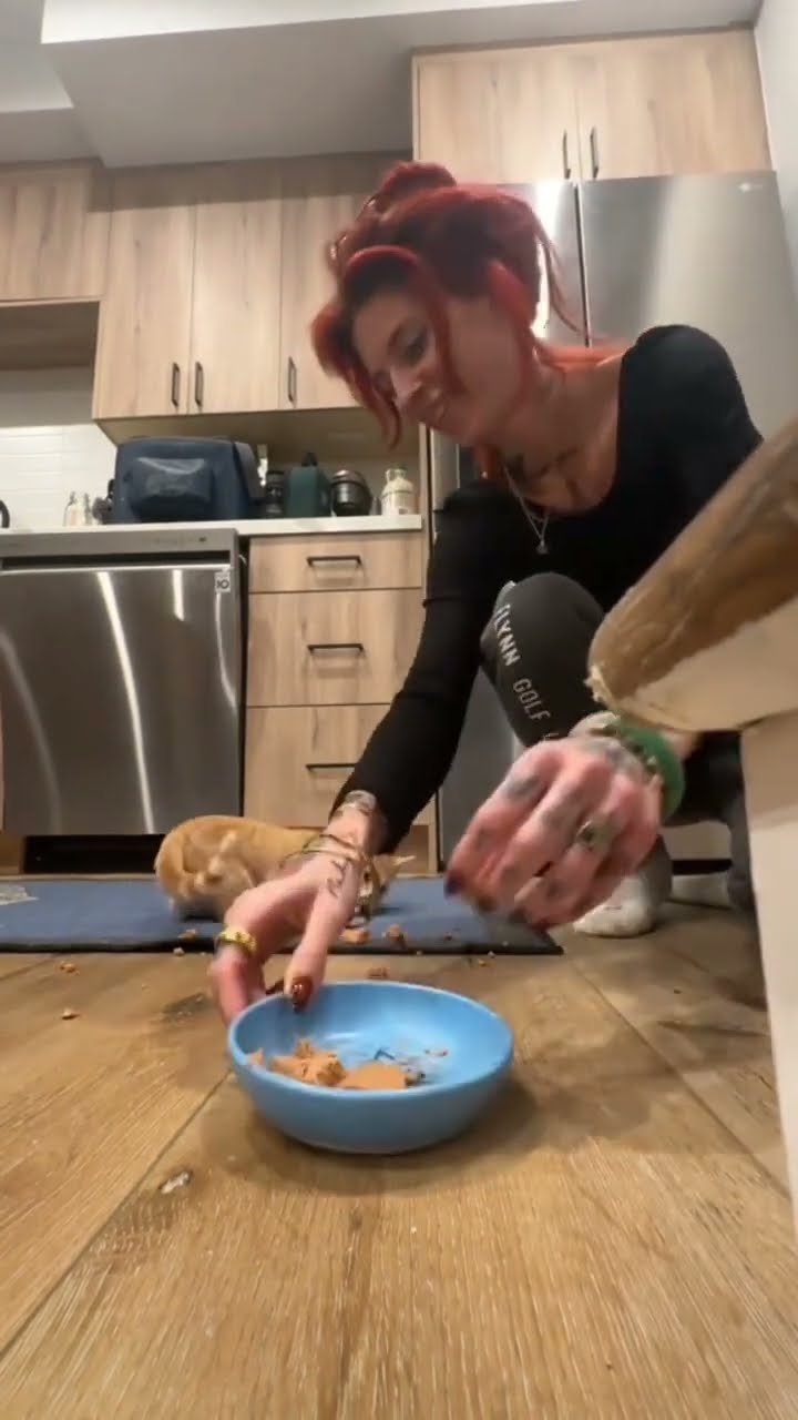 Top des vidéos chat oronge ??????