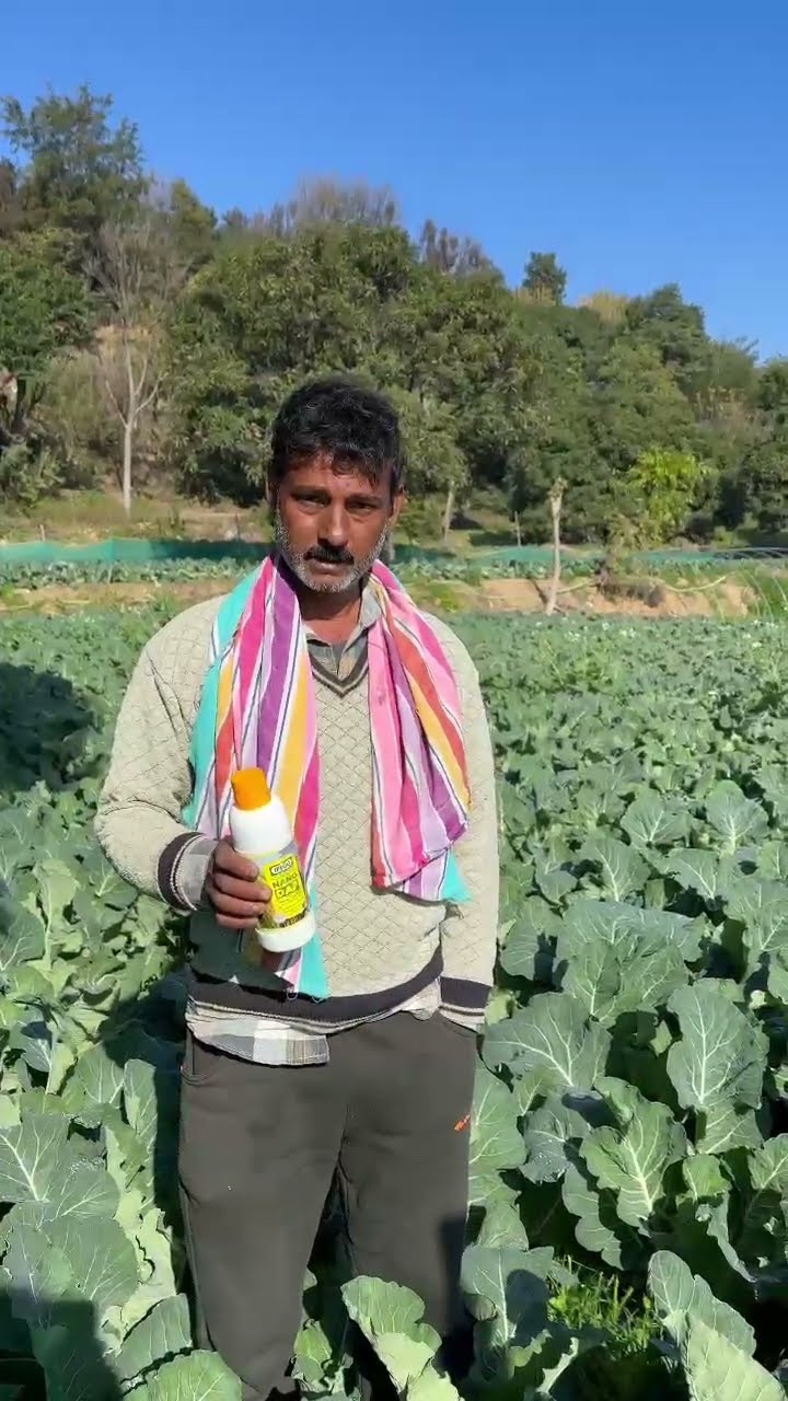 हिमाचल प्रदेश के किसान मनोज कुमार ने गोभी की उत्तम खेती का क्या राज बताया | वनइंडिया हिंदी