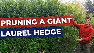 How to Prune and Cut back a large Laurel Hedge