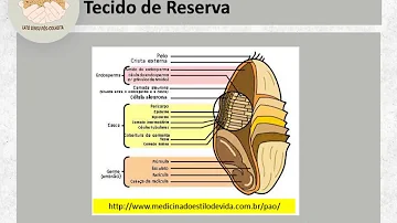 Qual é a estrutura do grão?