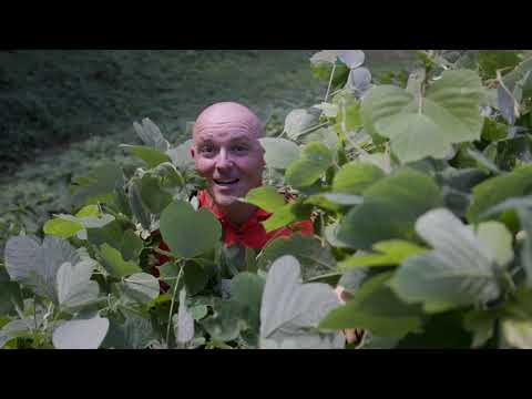 วีดีโอ: Kudzu Vine Control - วิธีกำจัด Kudzu ในทิวทัศน์