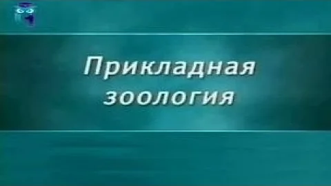 Зоология. Урок 2.2. Первые настоящие позвоночные животные - круглоротые