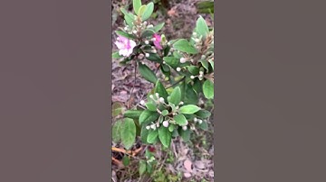 Em Sim bụi rừng sđt 0793215680