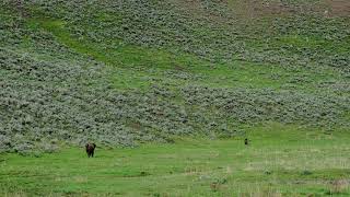 Bison charges Grizzly Bear in Yellowstone National Park Lamar Valley