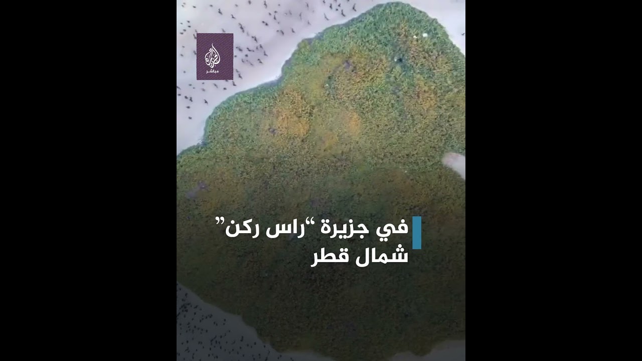 منظر مذهل لأسراب طيور "الغاق السقطري" في قطر🇶🇦