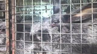 Крольчата в клетках 🐰 Порода - СЕРЕБРО! #rabbit #dex #ферма #бизнесонлайн #кролики_разведение