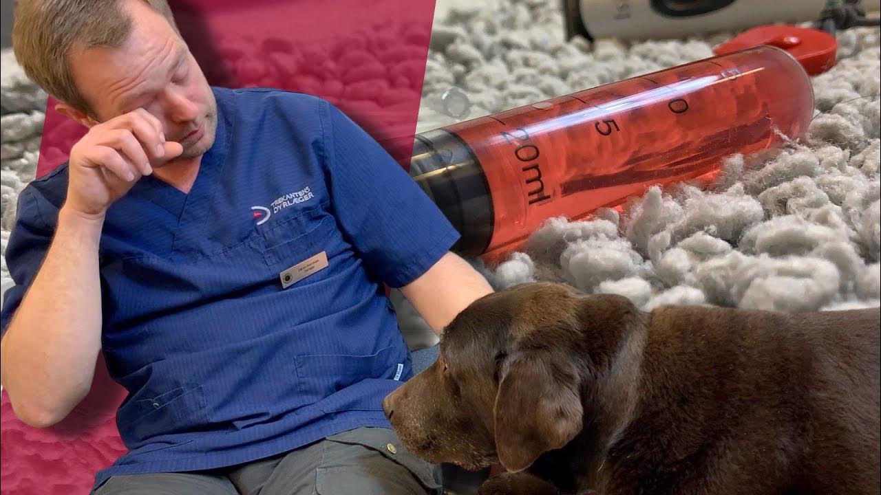 Aflivning af Sådan foregår det - Se dyrlægen aflive sin egen hund Trekantens - YouTube