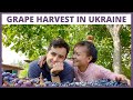 How to harvest grapes || Filipina in Ukraine