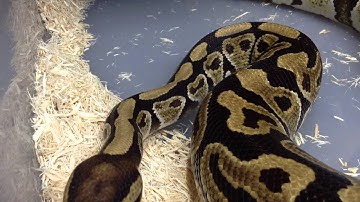 December 2013 Ball Python Collection Update