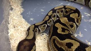 Celebrity December 2013 Ball Python Collection Update Wealth