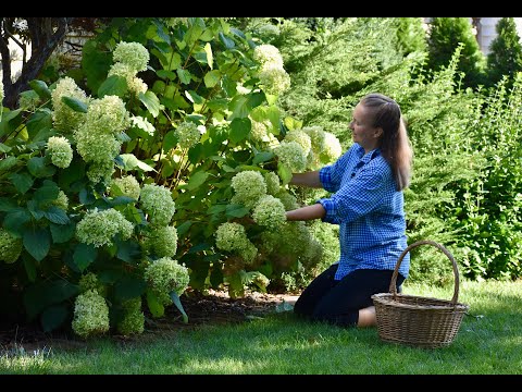 Ideas for Taking Hydrangea Blooms Inside (New Garage Garden Space)