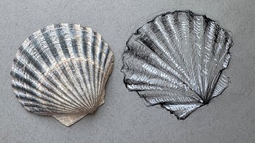 Step-by-Step Seashell Drawing Tutorial in Pen and Ink 