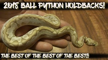 2018 Ball Python Holdbacks!